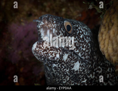 Spotted Moray (Gymnothorax moringa - Muraeidae) sur Bari Reef, Bonaire, Antilles néerlandaises Banque D'Images