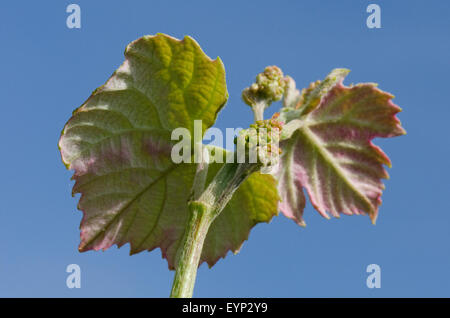 Le Monferrato, Piémont, Italie : bud de raisin. Banque D'Images