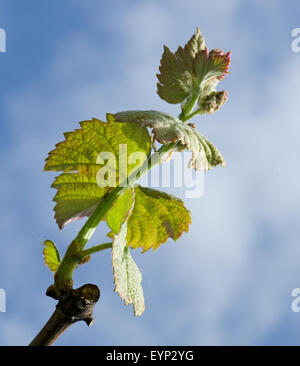 Le Monferrato, Piémont, Italie : bud de raisin. Banque D'Images