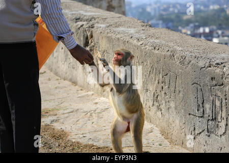 L'Inde, Rajasthan, Jaipur, indienne bébé macaque peut prendre la nourriture de la main de l'homme prises à Galata. L'accent sélective. Banque D'Images