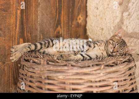 Jeune brun chat lyingand dormir sur le panier en osier Banque D'Images