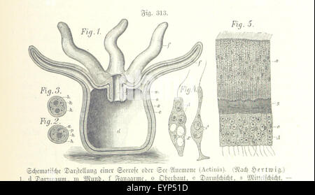 Image prise à partir de la page 819 de "Unser Wissen von der Erde. Allgemeine Erdkunde, herausgegeben und Länderkunde fachmännischer unter Mitwirkung von A. Kirchhoff' image prise à partir de la page 819 de "Unser Wissen von der Banque D'Images