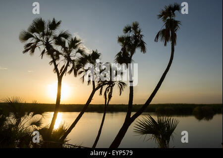 Coucher de soleil sur Doho Hot Springs, Parc national Awash, en Éthiopie Banque D'Images