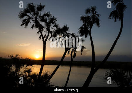 Coucher de soleil sur Doho Hot Springs, Parc national Awash, en Éthiopie Banque D'Images