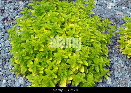 Goldmajoran, origanum vulgare, Thumbles,, variété, Banque D'Images