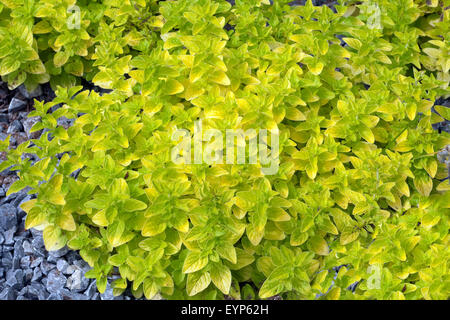 Goldmajoran, origanum vulgare, Thumbles,, variété, Banque D'Images