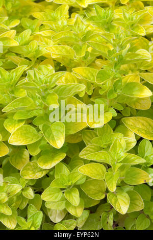 Goldmajoran, origanum vulgare, Thumbles,, variété, Banque D'Images