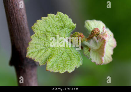 Le Monferrato, Piémont, Italie : bud et de feuilles de raisin. Banque D'Images