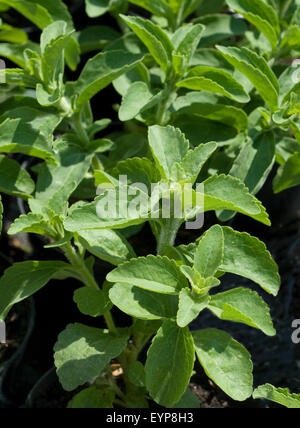 Stevia, Stevia rebaudiana, Suesskraut Suessblatt Honigkraut,,, Heilpflanzen, Banque D'Images