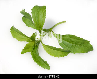 Stevia, Stevia rebaudiana, Suesskraut Suessblatt Honigkraut,,, Heilpflanzen, Banque D'Images