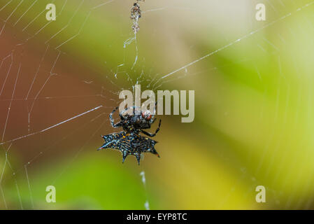 Un adossé à l'orbweaver araignée dans sa toile Banque D'Images