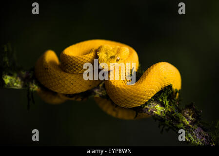 Un cil Pit Viper dans une forêt du Costa Rica Banque D'Images