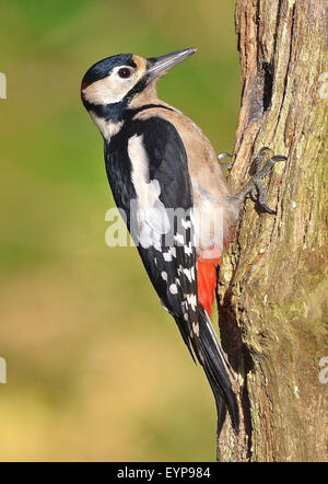 Becquetage pic pic plus bois pecker, Peck, l'ornithologie, la nature, le feu arrière, arbre, forêt, bois, pic, wi Banque D'Images