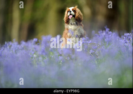 Un cavalier king charles spaniel parmi les jacinthes au Wenallt à Cardiff, Pays de Galles du Sud. Banque D'Images
