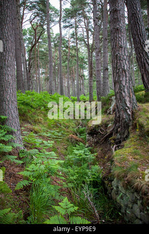 Loch an Eilein Woodland Ecosse UK Banque D'Images