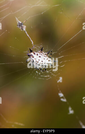 Un adossé à l'orbweaver araignée dans sa toile Banque D'Images