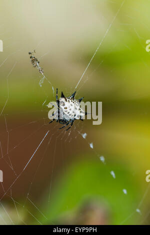 Un adossé à l'orbweaver araignée dans sa toile Banque D'Images