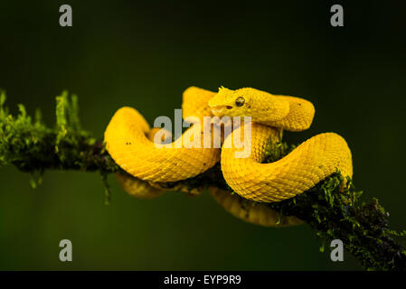 Un cil Pit Viper dans une forêt du Costa Rica Banque D'Images