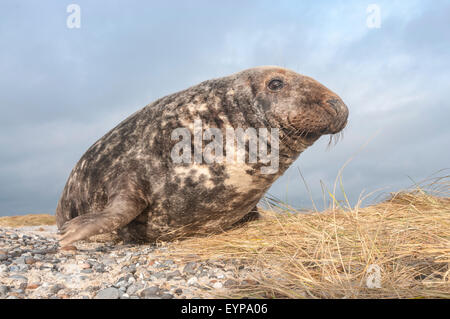 Phoque gris (Halichoerus grypus), Helgoland, Allemagne Banque D'Images