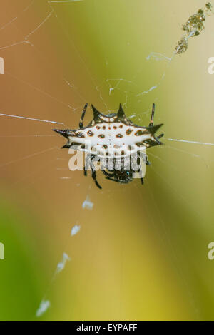 Un adossé à l'orbweaver araignée dans sa toile Banque D'Images