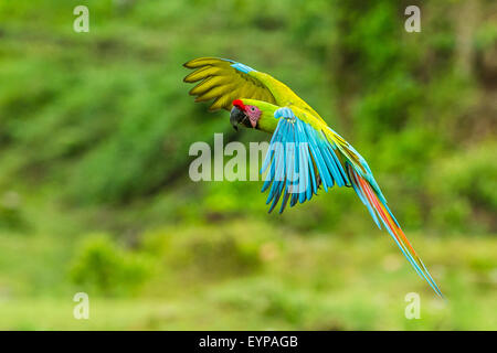 Un grand Ara vert flying Banque D'Images