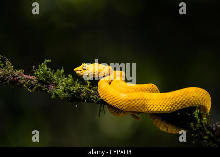 Un cil Pit Viper dans une forêt du Costa Rica Banque D'Images