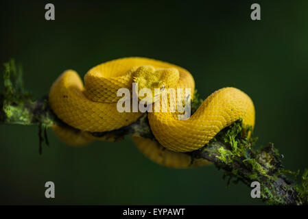 Un cil Pit Viper dans une forêt du Costa Rica Banque D'Images