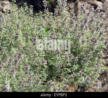 Weissrandiger Thymian, Silver King, Thymus vulgaris ; ; ; Banque D'Images