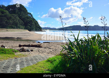 Vue sur la belle plage de Hot Water, Mercury Bay,péninsule de Coromandel, île du Nord, Nouvelle-Zélande Banque D'Images