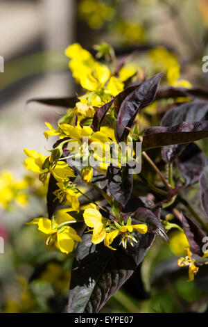 Des fleurs vivaces à feuilles de bronze, Lysimachia ciliata 'Firecracker' Banque D'Images