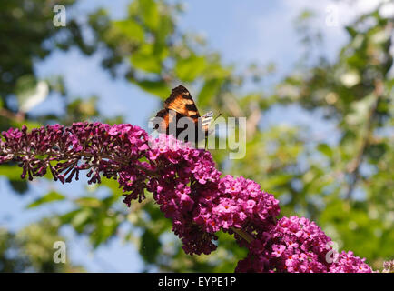 Petit papillon écaille se nourrissant de fleurs Buddleja Banque D'Images