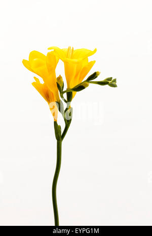 Une simple tige de Freesia jaune, délicatement arquant avec 1ère bloom fading isolé sur fond blanc Banque D'Images