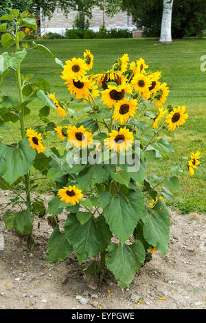 Gros Bouquet de tournesols sur une ferme à l'extérieur de la ville de Sonya, Ontario Banque D'Images