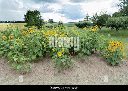 Gros Bouquet de tournesols sur une ferme à l'extérieur de la ville de Sonya, l'Ontario avec un orage au loin Banque D'Images