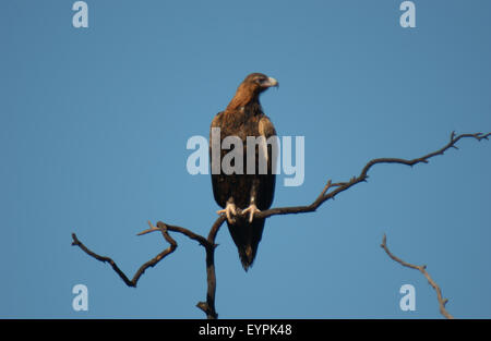 Australian aigle australien (Aquila audax) Ouest de l'Australie. Banque D'Images