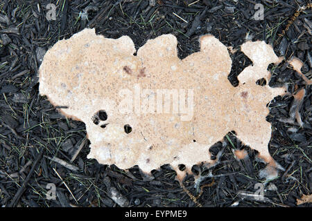 Vomi de chien (Fuligo septica myxomycète) dans le paillis de copeaux de bois Banque D'Images