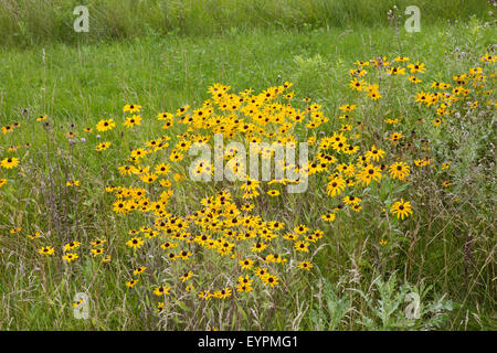 Patch de plus en plus sauvage Susans black-eyed (Rudbeckia hirta) Banque D'Images