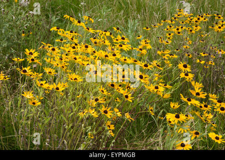 Patch de plus en plus sauvage Susans black-eyed (Rudbeckia hirta) Banque D'Images