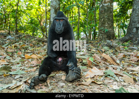 Un seul macaque à crête noire également connu sous le nom de Célèbes macaque noir se détend sur le terrain dans la forêt tropicale Banque D'Images