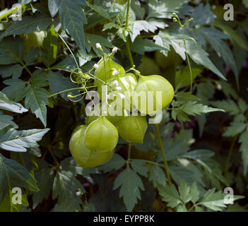 Ballonwein Cardiospermum halicacabum,, Banque D'Images