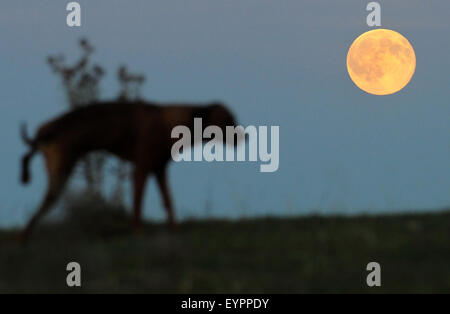 L'augmentation de pleine lune est vu le vendredi, Juillet 31, 2015, dans Chroboly, République tchèque. La définition traditionnelle d'un blue moon est deux pleines lunes dans un mois. (Photo/CTK Vaclav Pancer) Banque D'Images