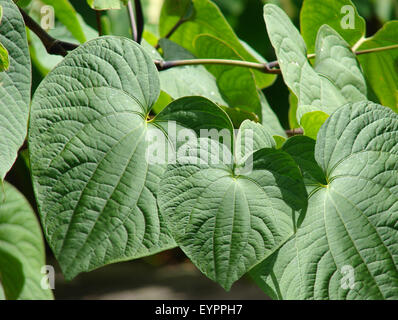 Kava Kava, Piper methysticum, Heilpflanzen, Banque D'Images