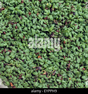 Gartenkresse ; Lepidium sativum ; Banque D'Images