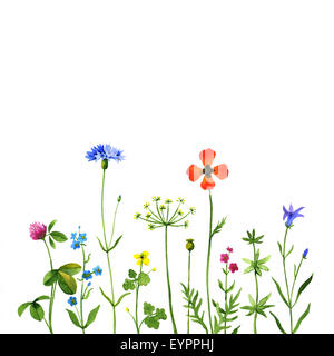 Wild flowers on a white background. Watercolor illustration Banque D'Images