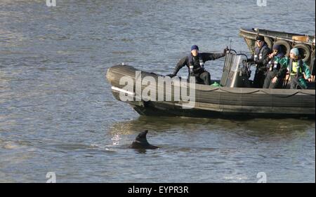 Les sauveteurs surveiller un brin du nord de sept tonnes à nez de bouteille de baleine de la Tamise à Londres. Banque D'Images