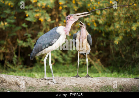 Flamant rose (Phoenicopterus ruber crumeniferus Marabou Cigognes, lac Ziway, Ethiopie Banque D'Images
