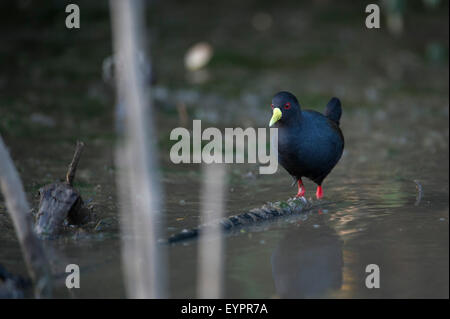 Black crake Amaurornis flavirostris,, lac Ziway, Ethiopie Banque D'Images