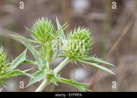 La tortue-feuilles et fleurs de Field eryngo (Eryngium campestre), un chardon vert Banque D'Images