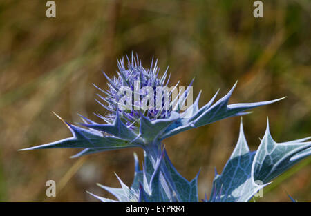 Mer Méditerranée holly ou l'eryngo Bourgati (Eryngium bourgatii), un chardon bleu Banque D'Images