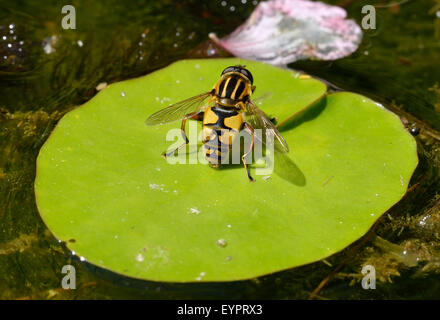 Chat Hoverfly Sunfly - Helophilus pendulus ou sur l'eau-lily leaf Banque D'Images